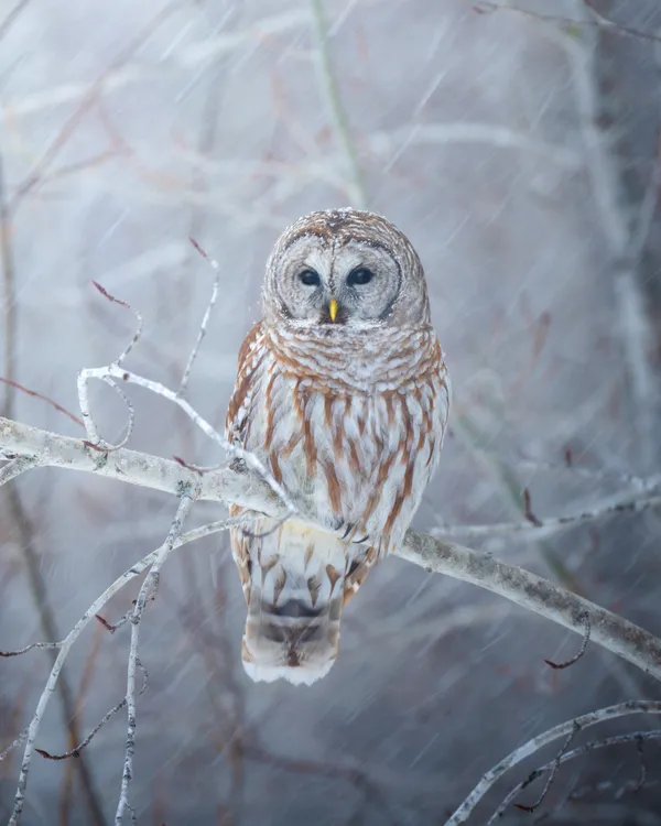 Long exposure of a barred owl on a snowy day thumbnail