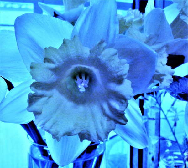 A blue daffodil. thumbnail