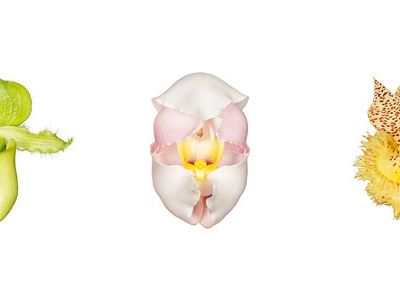 Orchids