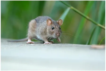 The brown rat is among the few hundred animal genomes that have been sequenced. Only 8.7 billion more to go...