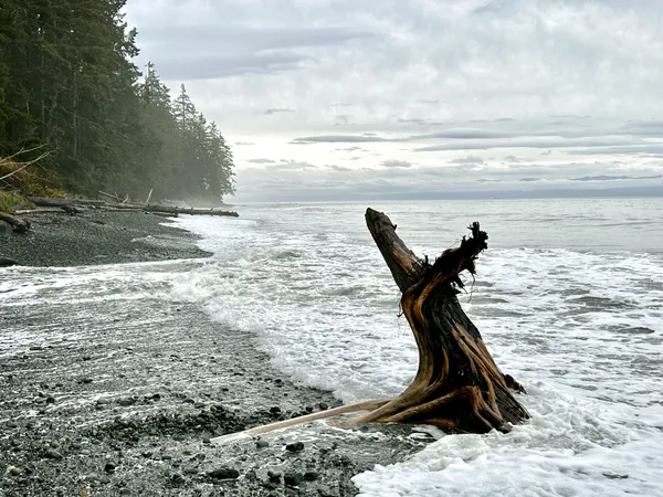 Misty seashore at China Beach, Vancouver Island, British Columbia (BC) thumbnail
