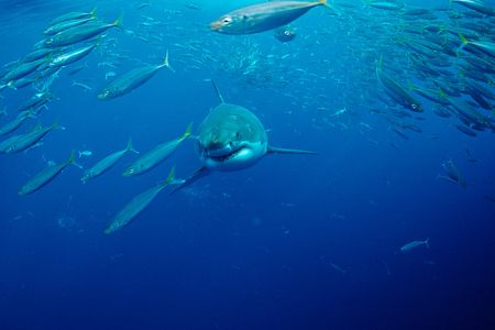 A great white shark cruises through Atlantic waters.