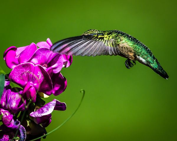hummingbird feeding on backyard flowers thumbnail