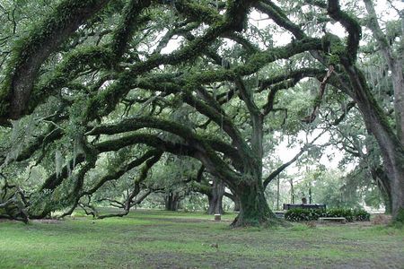 The Dueling Oaks in New Orleans' City Park