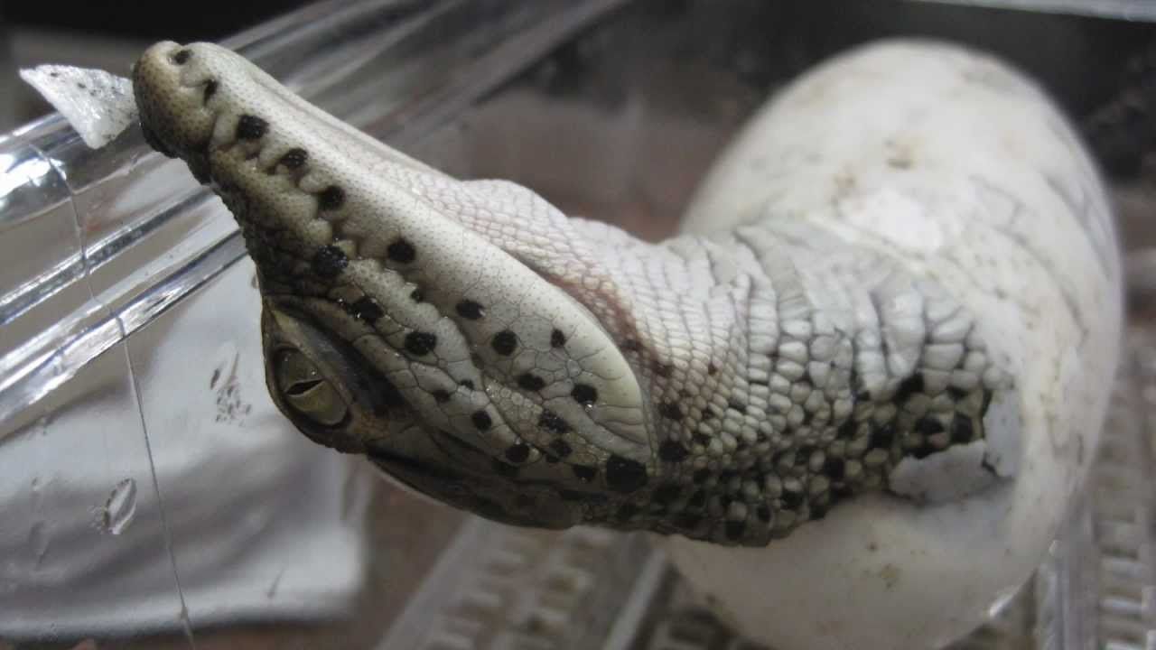 Preview thumbnail for Rare Baby Crocs Born at the National Zoo