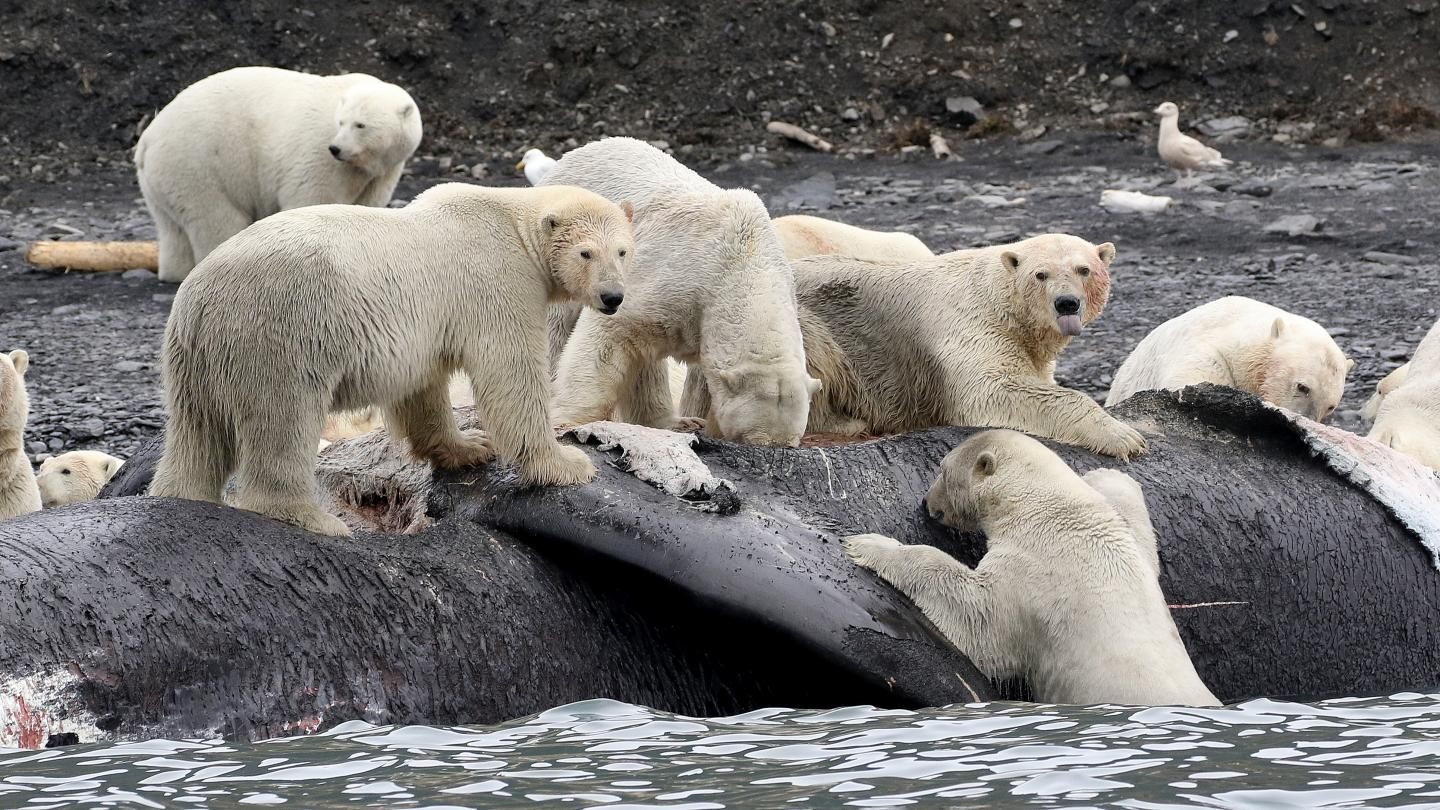 Polar Bears May Soon Feast on Whale Carcasses. Global Warming is to Blame.  | Smart News| Smithsonian Magazine