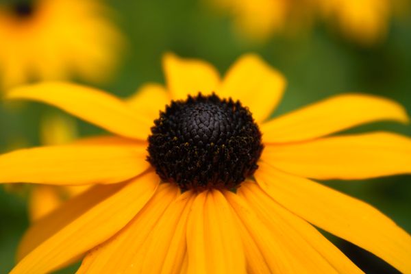 Rudbeckia Fulgida thumbnail