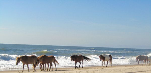 Wild horses walking along the Assateague Island National Seashore. thumbnail