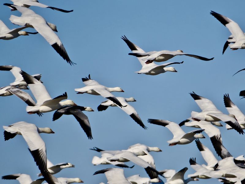 Snow geese flying Smithsonian Photo Contest Smithsonian Magazine