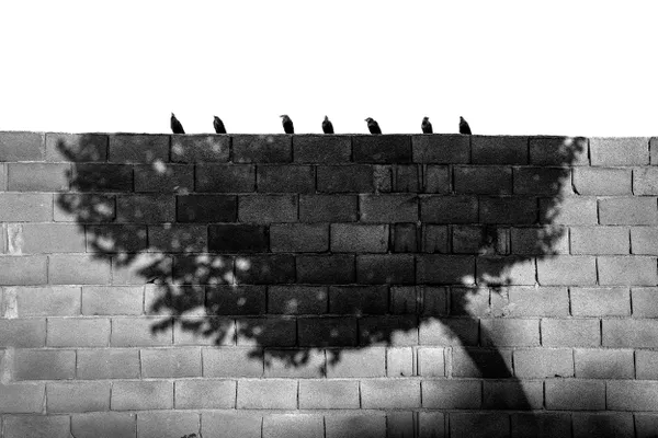 sitting in the shade thumbnail