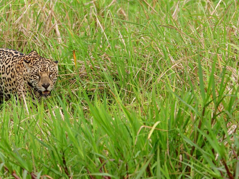 Jaguar on the hunt | Smithsonian Photo Contest | Smithsonian Magazine