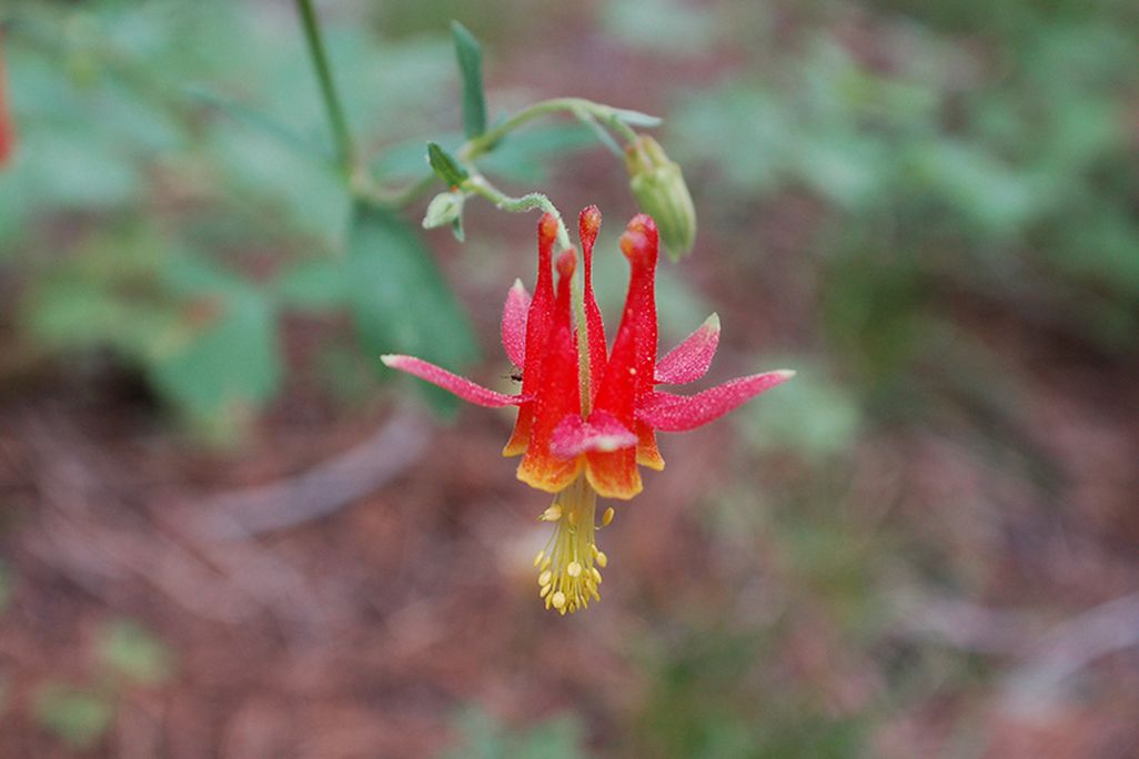 Serpentine Columbine