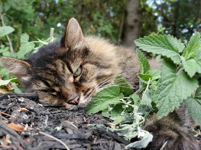 Dusty, the author&#39;s cat, lies on a catnip patch on a supervised visit outside. She has a smaller brain than her&nbsp;ancestors.