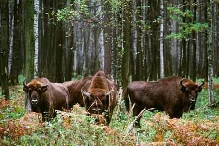 European Bison (Bison bonasus) at Prioksko-Terrasnyy Reserve in Russia