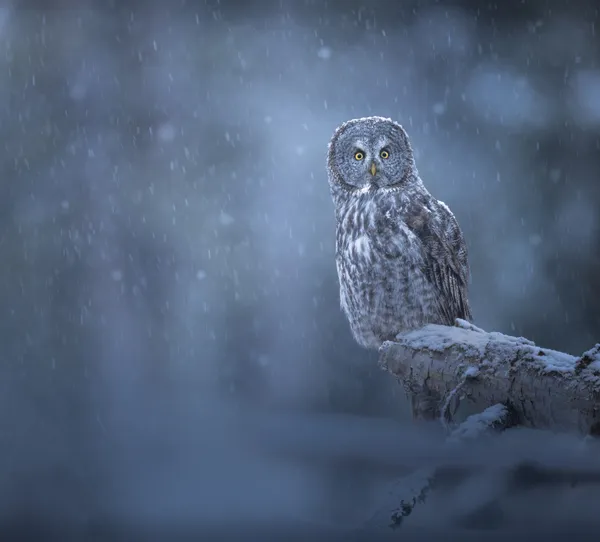 Great Gray Owl in heavy snowfall thumbnail