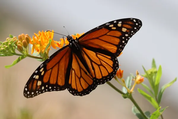 Monarch Butterfly on Butterfly Weed thumbnail