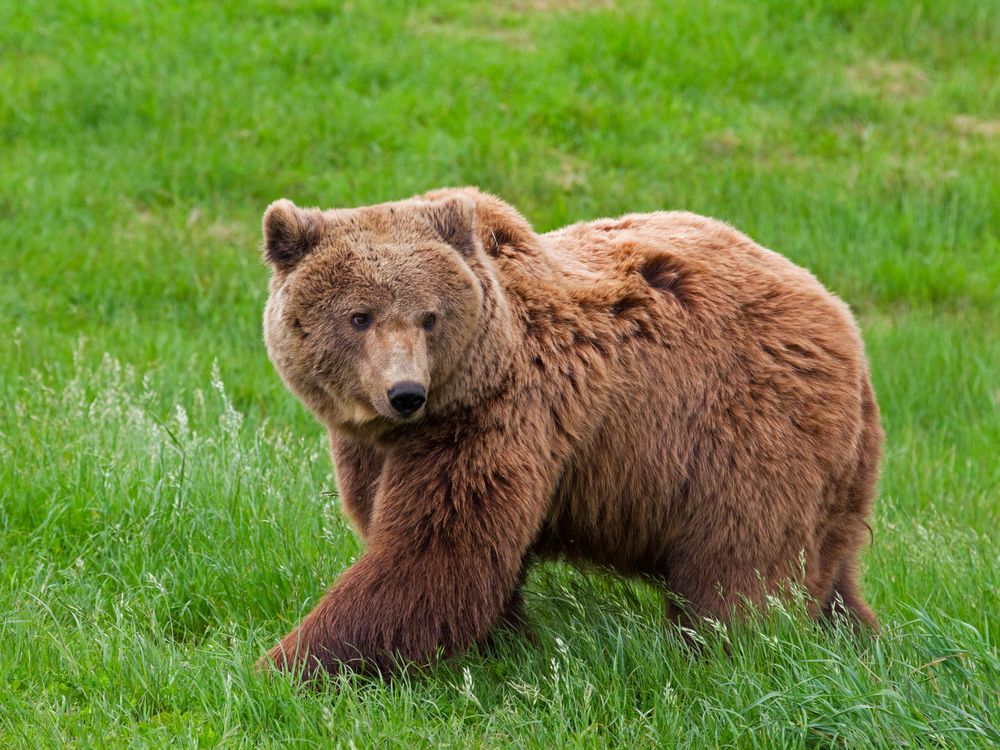 brown bear