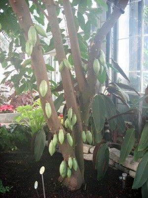 20110520090153cacao-at-us-botanic-garden-by-flickr-beautifulcataya-300x400.jpg