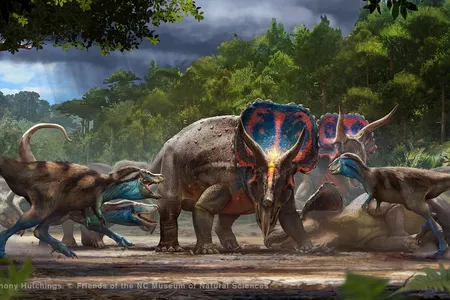 Fourteen years ago, a team of commercial fossil hunters discovered a dinosaur pelvis jutting out of a hillside on a private farm in Montana, and their discovery revealed an intertwined T. rex and Triceratops.

