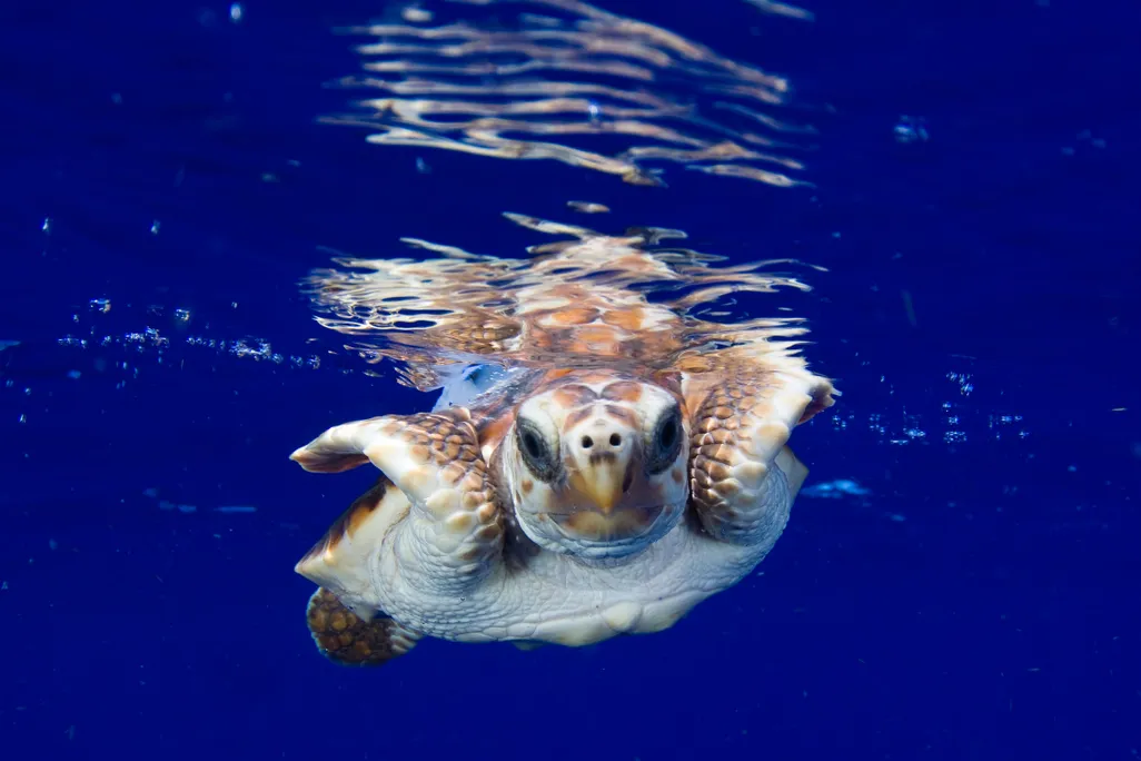 Tagged Neonate Sea Turtle