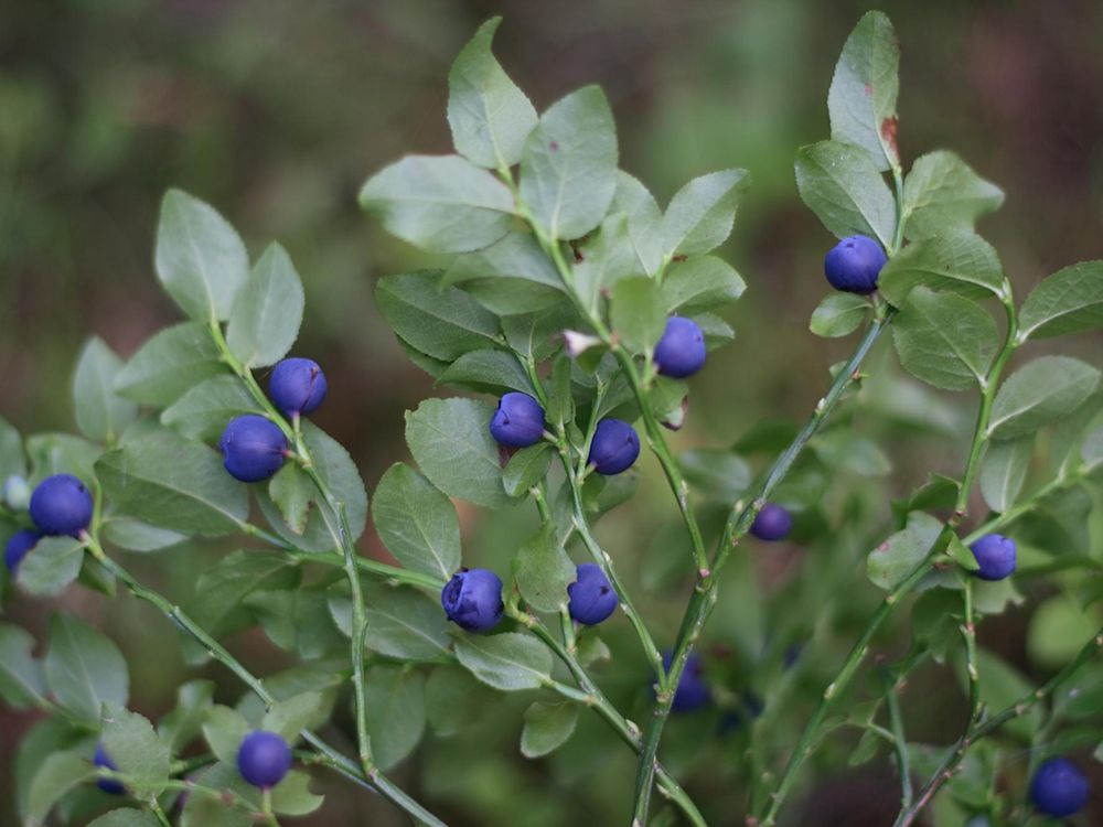 Bilberry