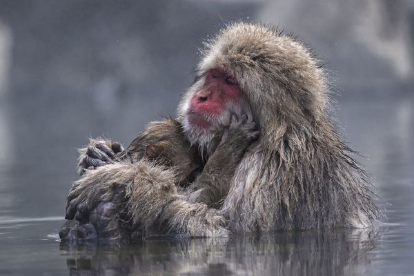 Japanese macaque mother is hugging her child while dipping in the hot springs during the winters.