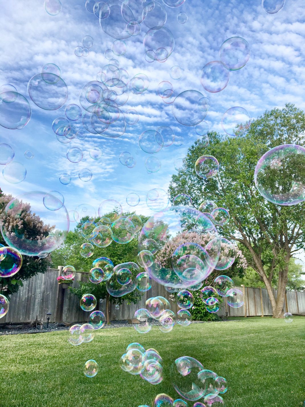 Backyard Bubble Experience Smithsonian Photo Contest Smithsonian