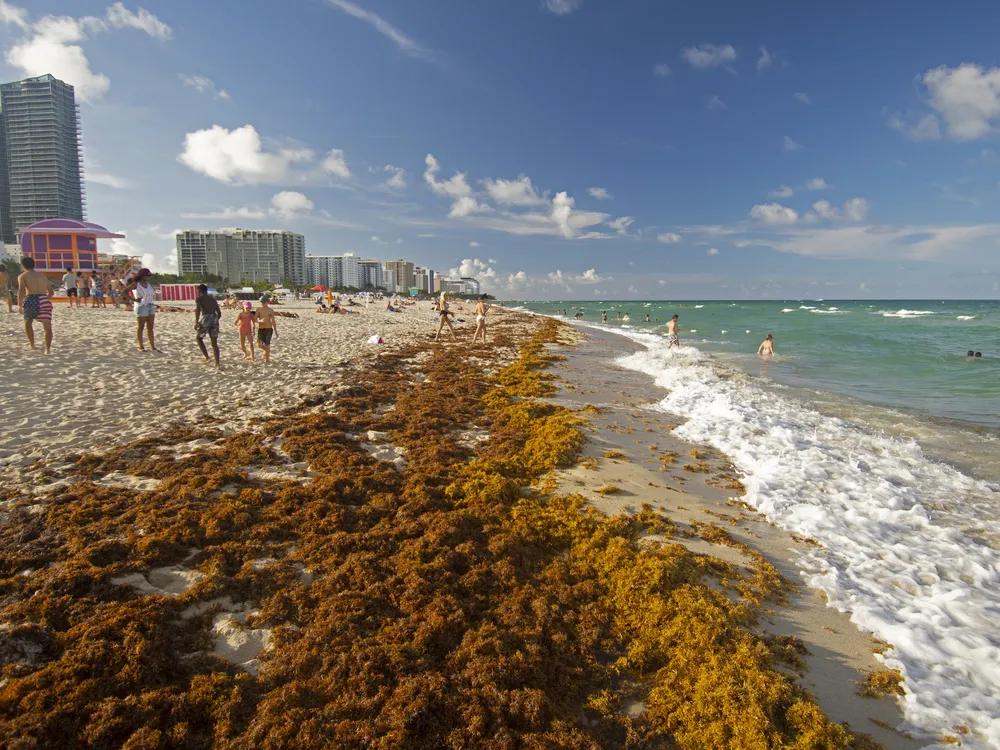 Seaweed piled up on the beach