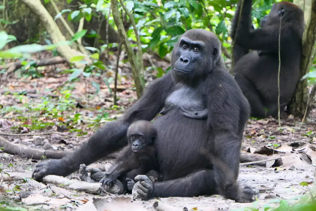 Western lowland gorillas, presumably a mother with her baby