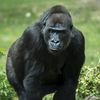 Gorillas Make a New ‘Snough’ Noise to Grab Their Keepers’ Attention icon