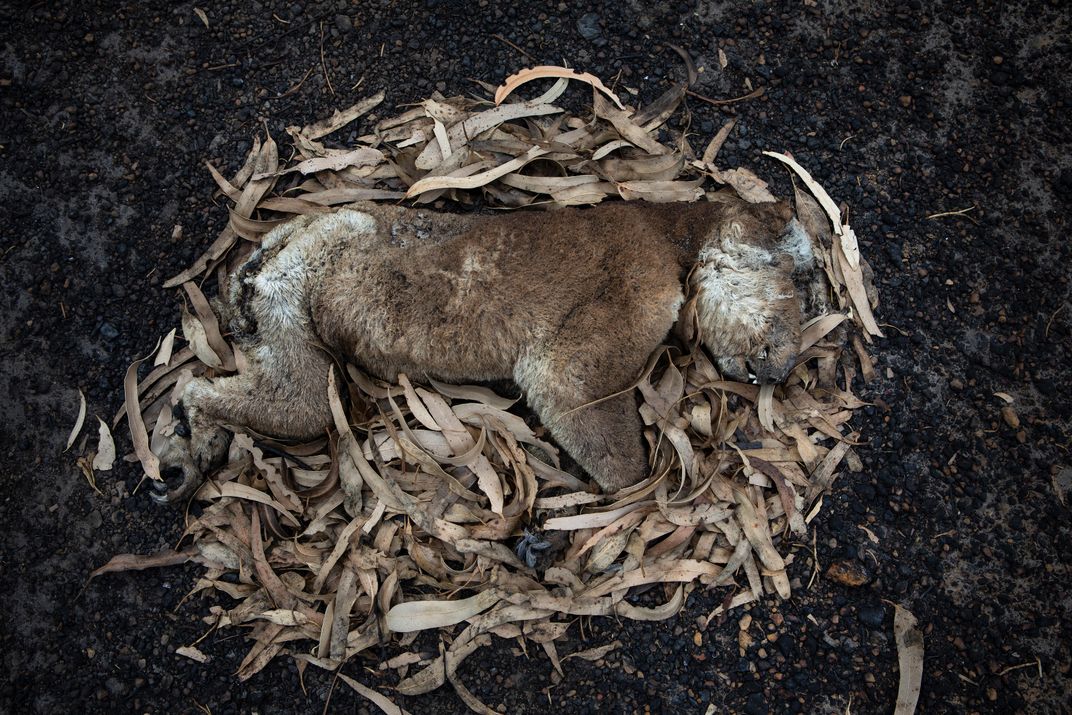 Tens of thousands of koalas were killed in the island blaze, and an additional number perished from starvation or dehydration after the blue gum plantations where they lived were destroyed.