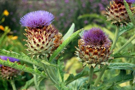 Cardoons in the garden of Villa Augustus, Dordrecht.