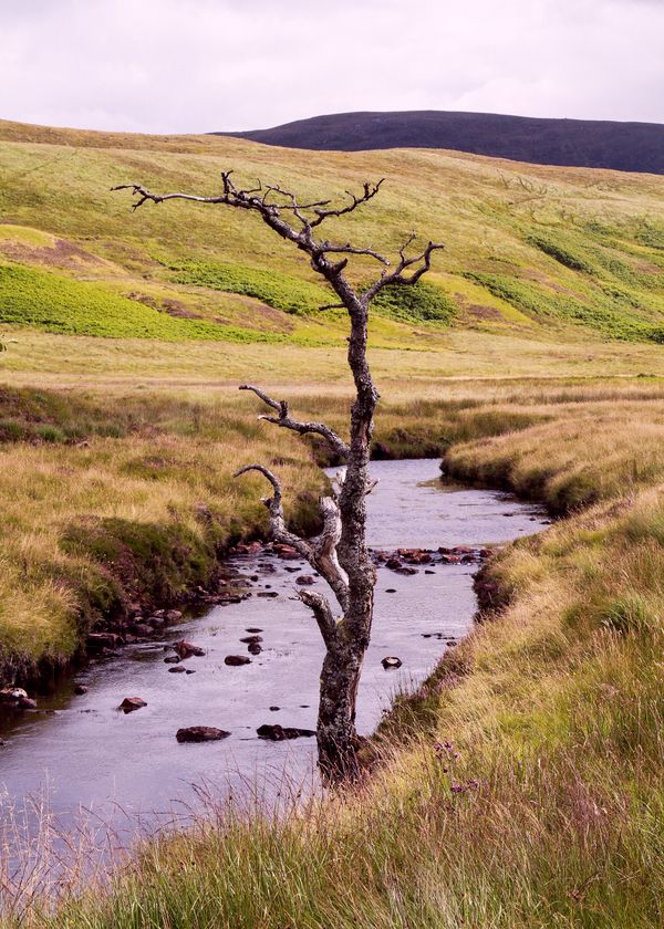 A Lone Tree in Scotland thumbnail