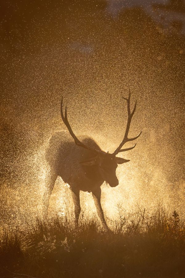 A bull elk sprays off the water after chasing cows through a lake thumbnail