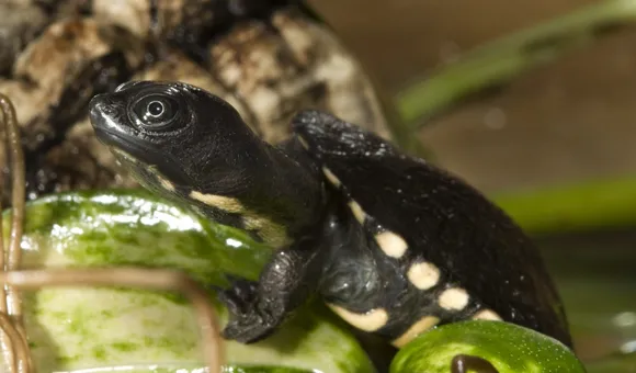 Snake-necked turtle hatchling crawling over leaf