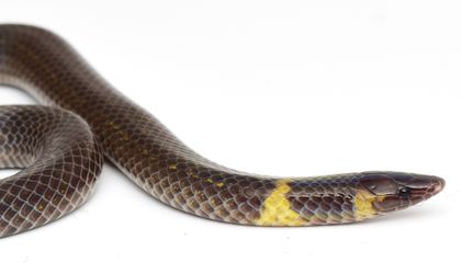 These Snakes Can Cartwheel Away From Danger. Scientists Just Uncovered How the Slithering Creatures Perform Their Acrobatic Rolls