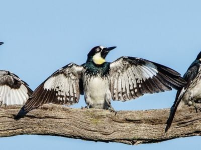 Three black and white acorn woodpeckers perched on a branch with wings spread.