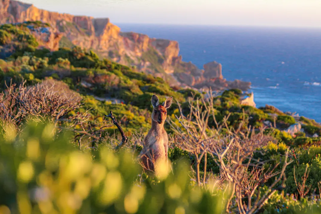 A kangaroo stands near cliff