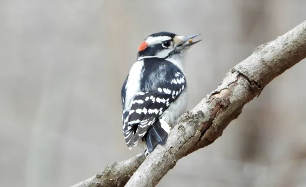 The Forest Drummer thumbnail