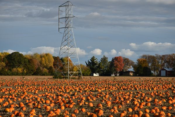 Hundreds of pumpkins in a farmer's field thumbnail