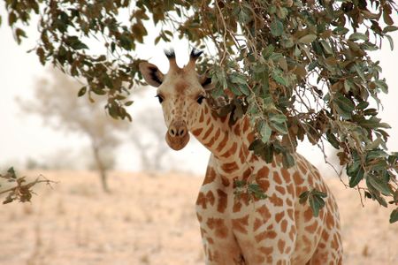 If listed under the Endangered Species Act, giraffes would become eligible for federal funding aimed at conservation, and limits would be placed on the import of the animal's body parts