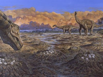 An illustration of Titanosaurs nesting — the large group the museum-bound specimen belongs to