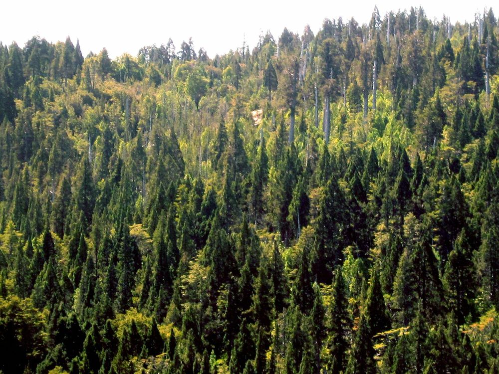 Arbres au parc national d'Alerce Costero