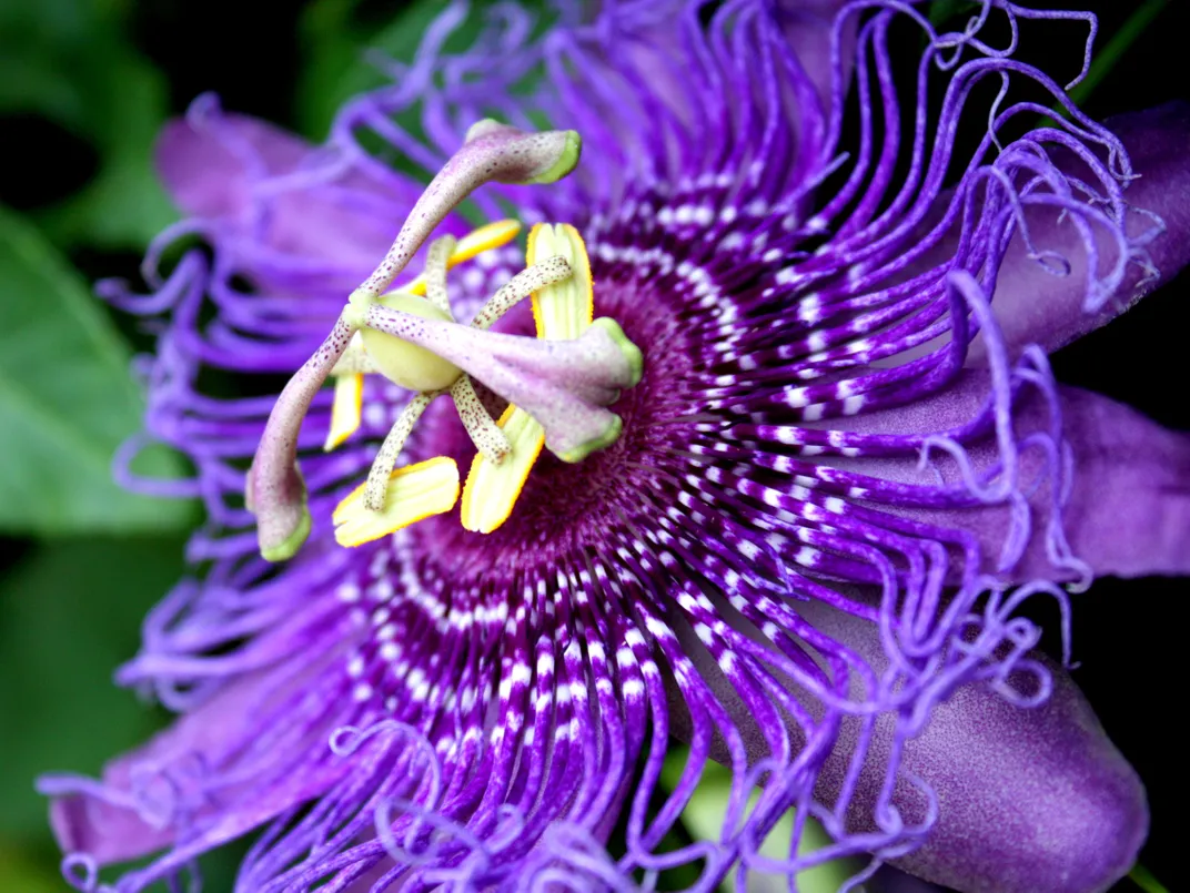 Pretty Purple Passion Flower | Smithsonian Photo Contest | Smithsonian ...