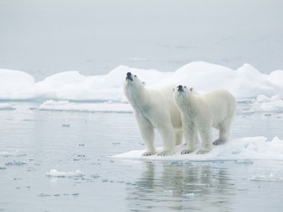 Cruising Arctic Norway: Glaciers, Ice Floes, and Polar Bears