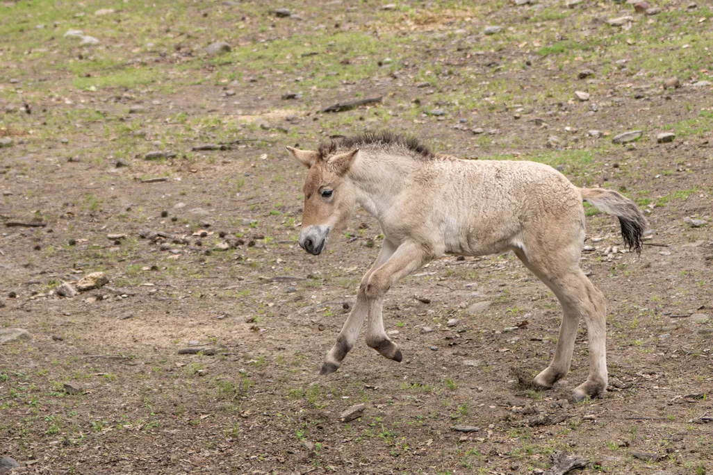 A small tan horse frolicking around