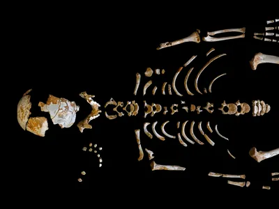 Skeleton of the Neanderthal boy recovered from the El Sidrón cave complex (Asturias, Spain).