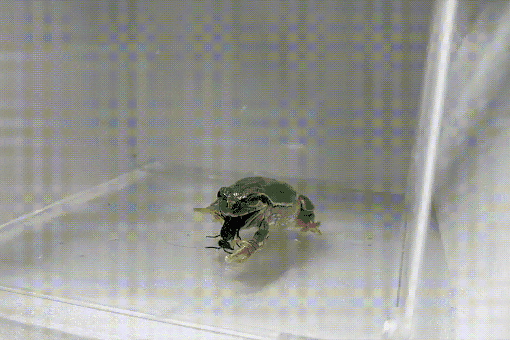 A gif of a male wasp escaping the mouth of a frog