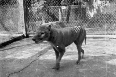 Shot in 1935, this is a still from a newly rediscovered bit of footage depicting Benjamin, the last captive thylacine on Earth. He was on display at the Beaumaris Zoo in Hobart, Tasmania.