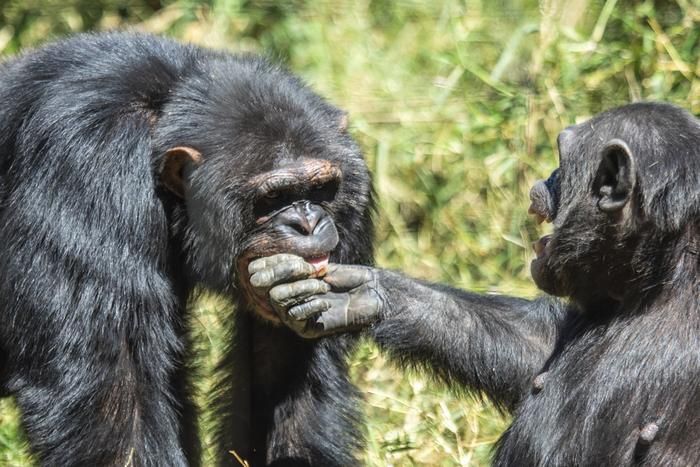 One chimp putting its hand in another's mouth